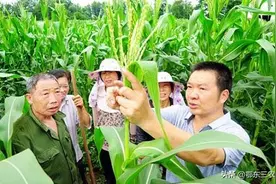 玉米去雄能增产，是真是假？图片