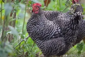 鸡吃什么下蛋多？图片