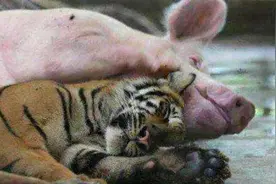 泰国一只老虎被母猪哺育大，老虎长大后，对猪妈妈的态度引人深思图片