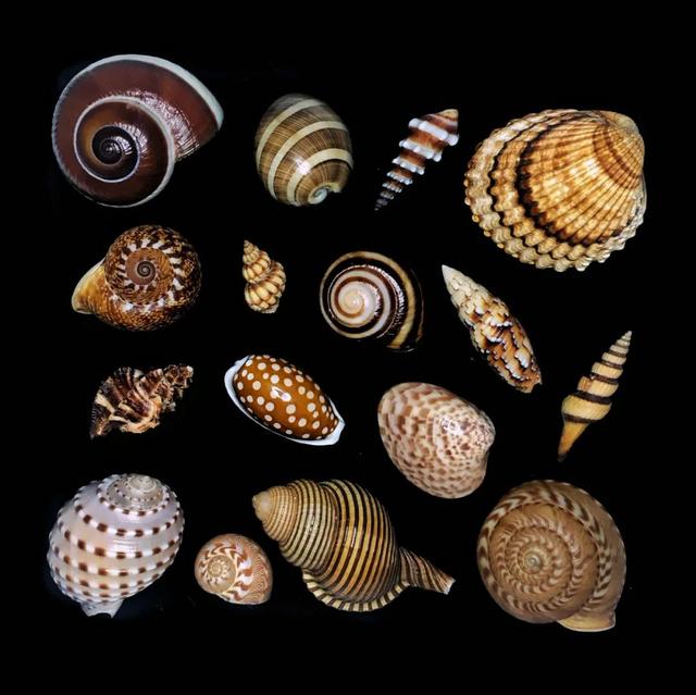 贝壳像什么-生活常识-江湖救急网