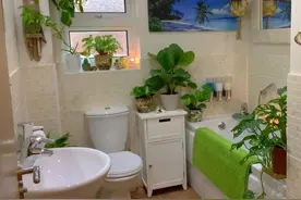 适合养卫生间里的10种耐阴绿植图片