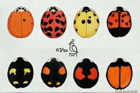 瓢虫种类知多少，利害一定要清楚图片