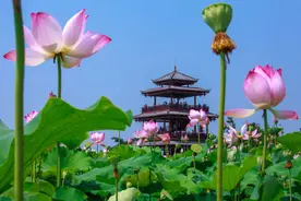 覃塘这7个适合一日游的景点！赏荷花、凤凰山…赶紧收藏图片