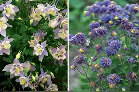 盆栽耧斗菜养护指南，播种繁殖难度高，但很容易养开花图片