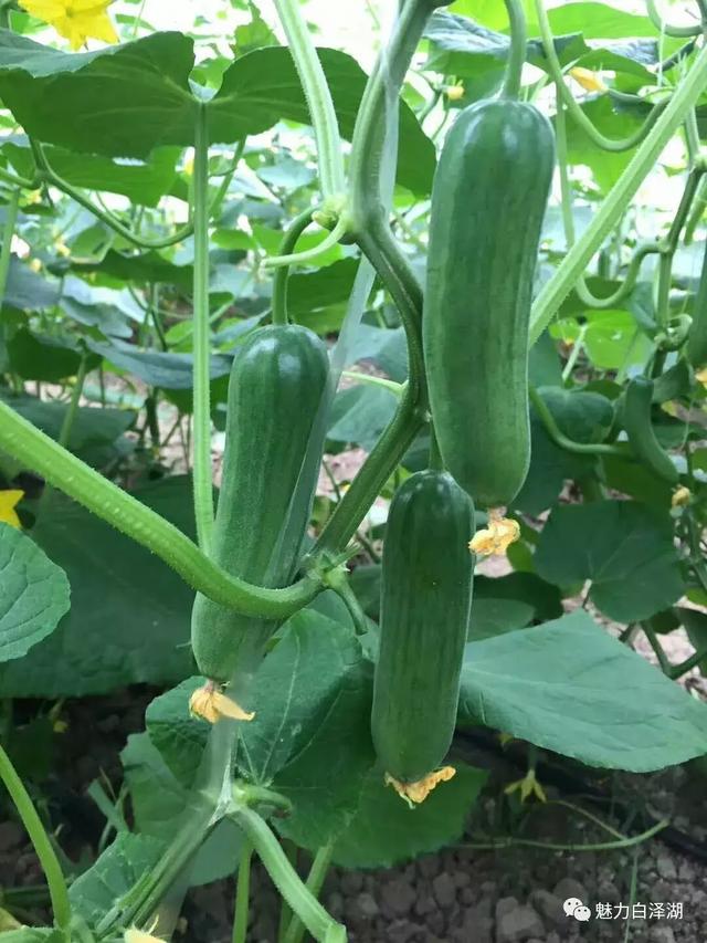 【文化节特辑】为期7天！6月1日-7日 2019·宜秀第三届龙舟文化节农耕体验精彩系列活动看过来！