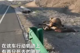“谢大脚”系了安全带仍遇难，有经验的司机，为何最怕遇到骆驼？图片
