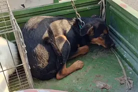 狗贩一句“这狗，肉好”夹着尾巴偷偷观察的小狗就300进了狗肉笼图片