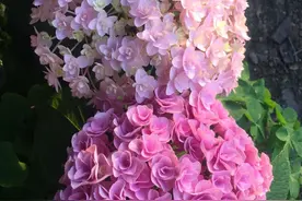 秋天刚好可以扦插绣球花，记住两个技巧，存活很多棵，明年就有花图片