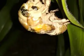 乡情散文：儿时农村的夏天图片