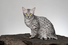 世界上这十一种稀有的猫咪，你都听说过吗？图片