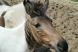 不同的动物之间也会异性相吸吗？雄性海豹试图与企鹅生孩子图片