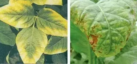 妞嶇墿缂虹礌鍘熷洜鍙婄己绱犵棁鐘跺鐓ц〃