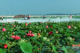 美炸了！武陟黄河龙泽园133公顷荷花盛开！免费！免费图片