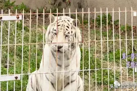 大象吃蒜防寒，猩猩吃板蓝根...动物园的动物们这样过冬图片