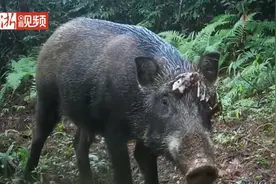 浙江清凉峰国家级自然保护区拍摄到猪仔一家开心玩耍图片