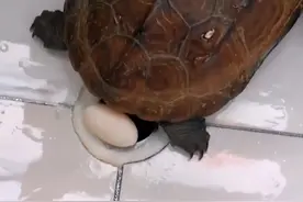 安徽一男子以为下水道堵了，扒开管道一看哭笑不得：乌龟王八蛋图片