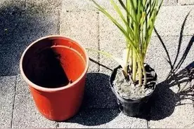 给花换盆的时候，多做这一步，花开起来没完没了图片