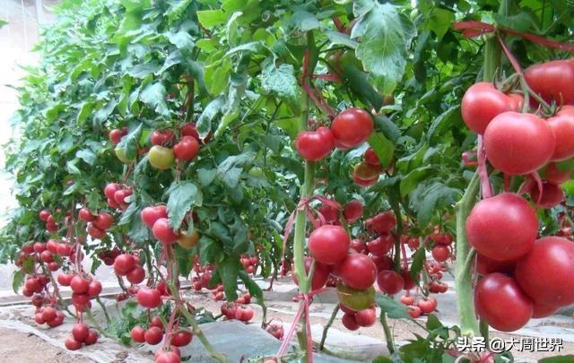 自己就能配制全营养氨基酸叶面肥，产量能翻番，一季只需喷3遍