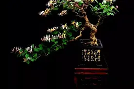 养护好金银花盆景，花开香满园！图片