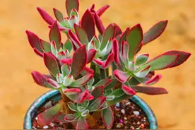 多肉越长越丑怎么办？那就修剪一下吧，修剪要用对方法图片