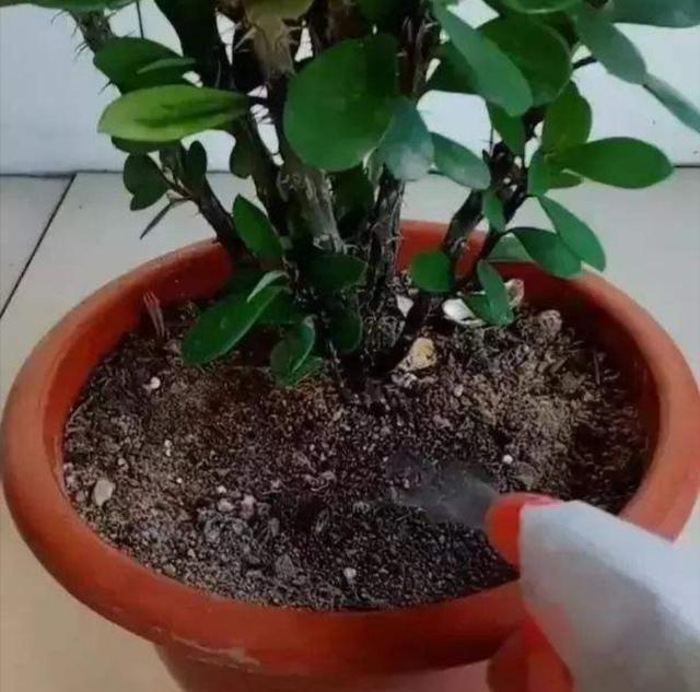 花盆里的“小飞虫”越来越多，教你几个除虫小方法，简单又好用