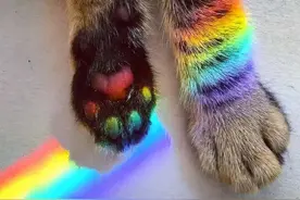 2只猫在警车上做羞羞的事，啊啊啊不用坐牢吗？图片