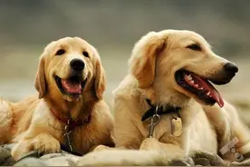金毛和拉布拉多犬有什么区别？除了价格不同，忠诚度也有差别图片