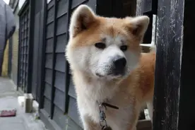 秋田犬真的是“忠犬”吗？不，说起来它远不如中华田园犬图片