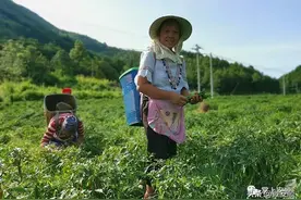 紫云新驰村：辣椒丰收 村民笑图片
