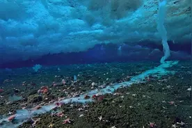 “死亡冰手指”，这才是深海恐惧该有的样子图片