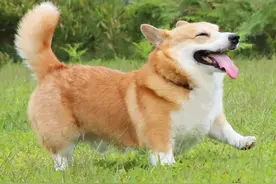 表情包柯基不敌病魔，5年来一直分享快乐！主人：开心送它离开图片