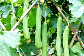 三种好吃又高产的丝瓜，亩产高达两万公斤，新品种就是好图片