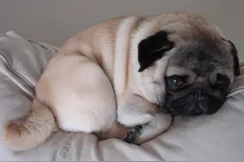 狗狗没了两颗“蛋蛋”，真的不一样图片