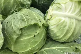农村“易粪而食”，“六不用”种地方式，不受市场欢迎？图片