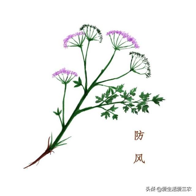 适合平原种植的药材（看看有你感兴趣的吗）