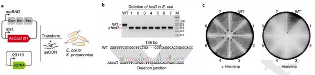 中国学者发现的迷你版CRISPR-Cas基因编辑系统，有何精巧之处？