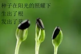 写给生命的歌，只想说给你听图片