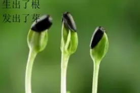 写给生命的歌，只想说给你听图片