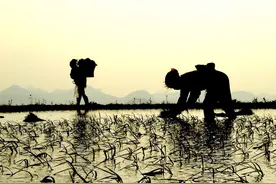 我和我那一去不复返的知青男友（续）图片
