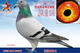 十羽超级赛鸽，身价近6000万图片