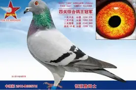 十羽超级赛鸽，身价近6000万图片