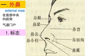鼻及副鼻窦影像解剖图片