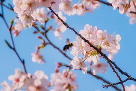 鸡鸣寺樱花大道惊艳了整个春天图片