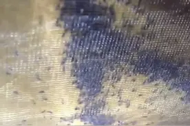 英国男子去野营，帐篷上爬满数千只吸血虫，裤子破洞被咬图片