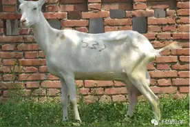 「微课堂」夏季羊腐蹄病的预防及治疗方法图片