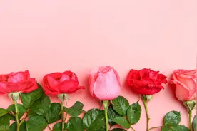 玫瑰花的养护方法图片