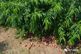 浅谈今年九月上中旬成熟桃落果多、商品率低主要原因分析图片