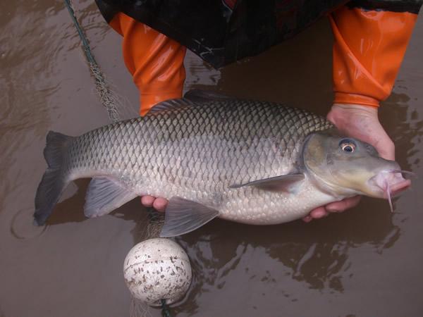 鲈鳗养殖技术大全视频 钓鱼人注意!柳江钓起这三种鱼要放生,否则要被
