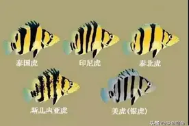 5种国际承认的虎鱼种类，虎鱼图鉴及分布图片