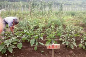 20平方米菜园认领方案图片